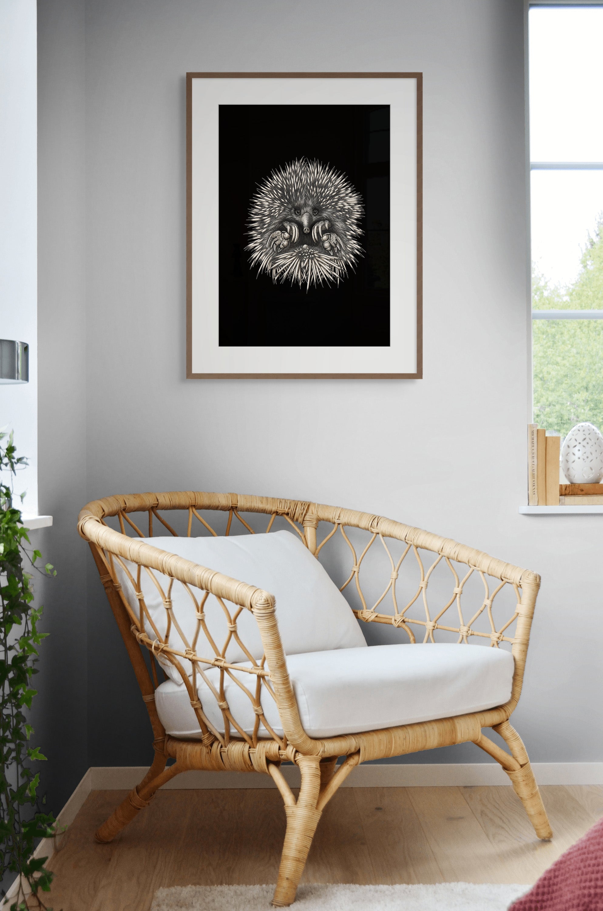 Echidna (Tachyglossus aculeatus) by Rebecca Robinson