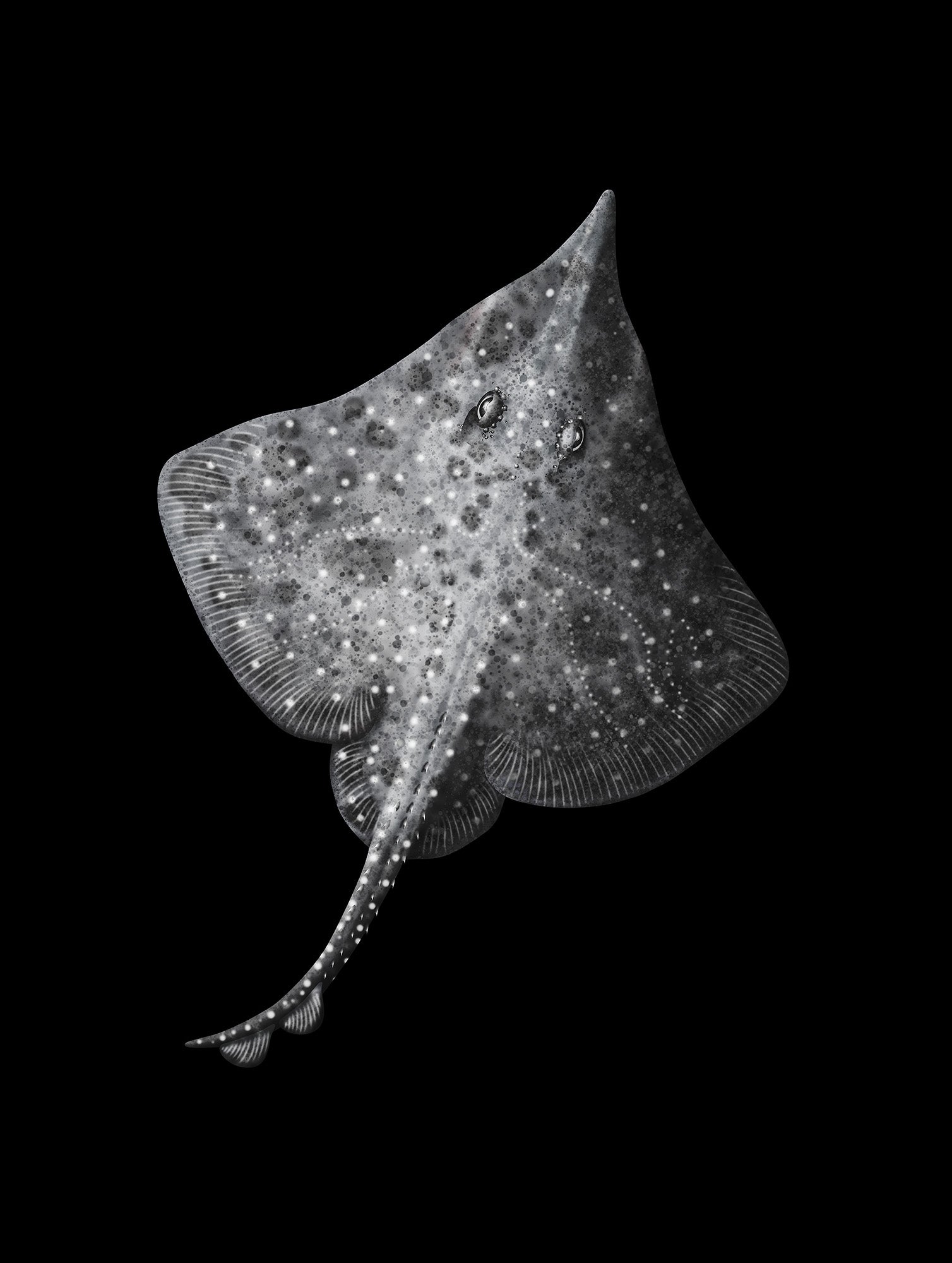 The Maugean Skate (Zearaja maugeana) by Rebecca Robinson