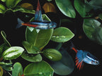 Flying Neons by Jim Stagg