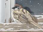 Sparrow by Jim Stagg