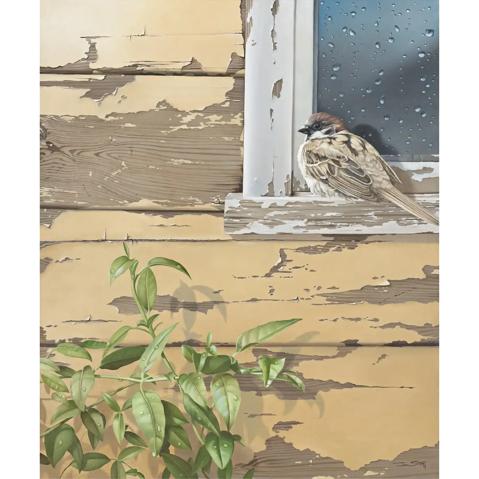 Sparrow by Jim Stagg