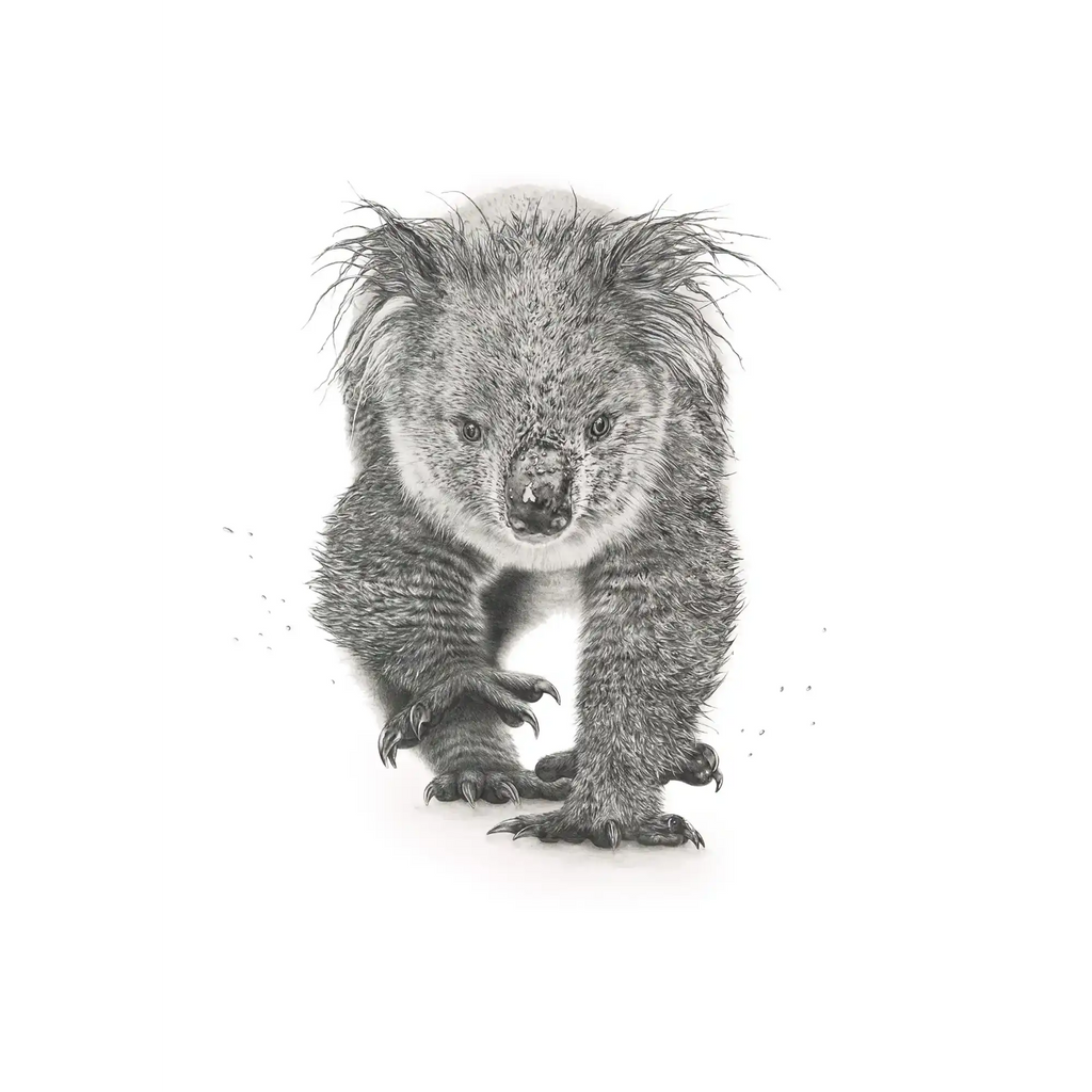 Koala by Mel Stanger