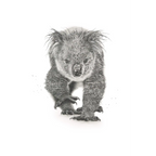 Koala by Mel Stanger