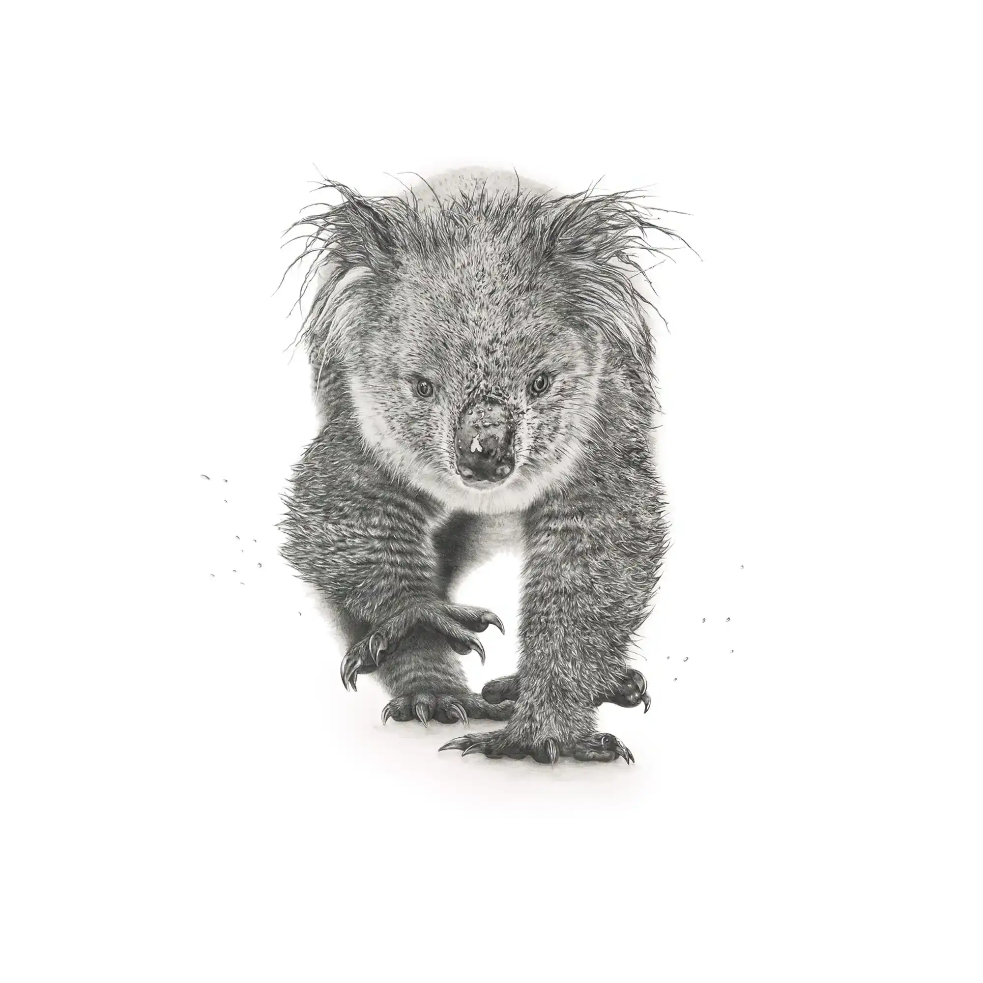 Koala by Mel Stanger