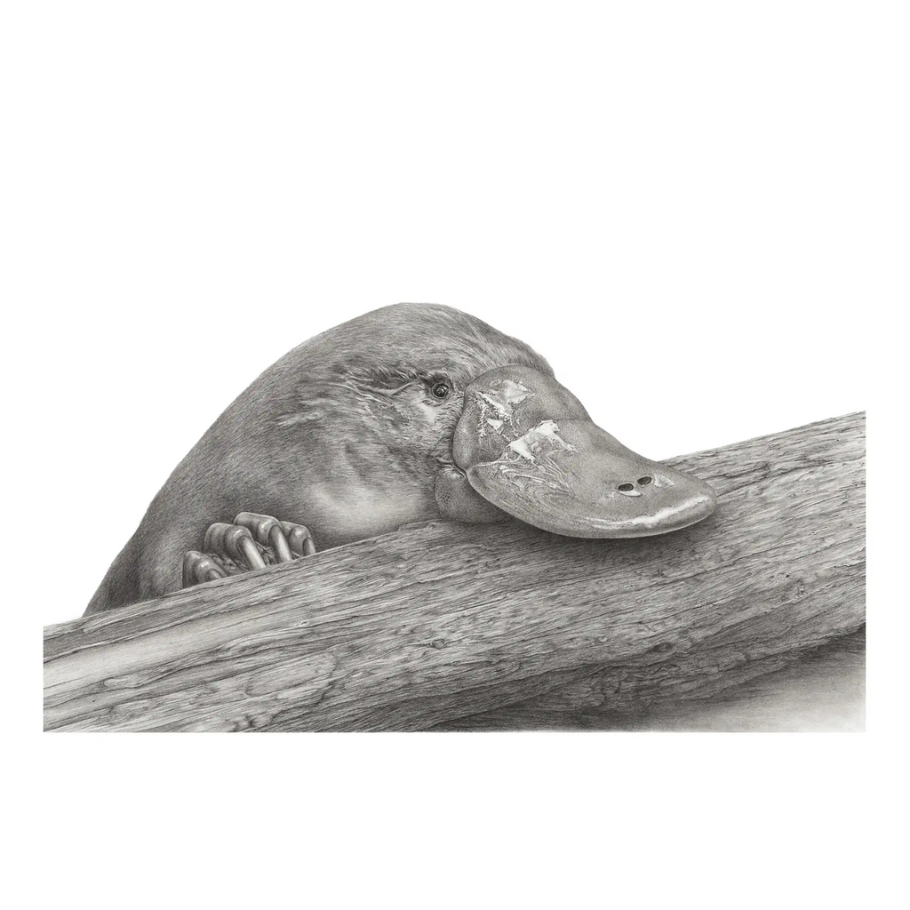 Platypus by Mel Stanger