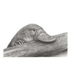 Platypus by Mel Stanger