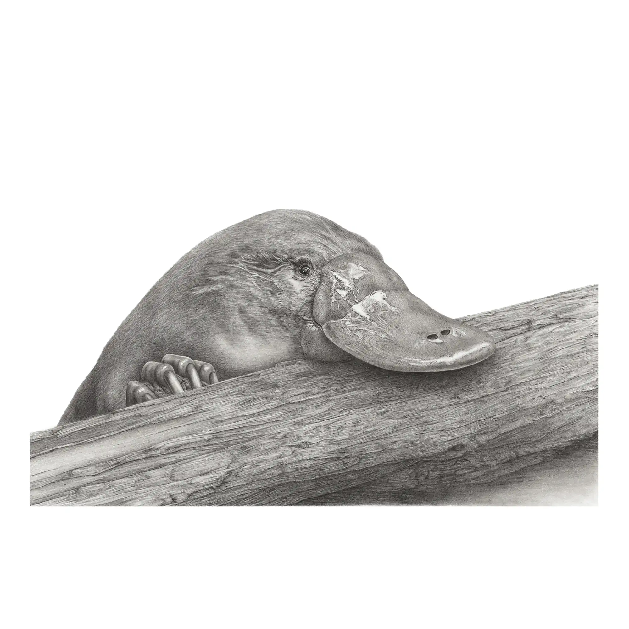 Platypus by Mel Stanger