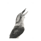 Kookaburra by Mel Stanger
