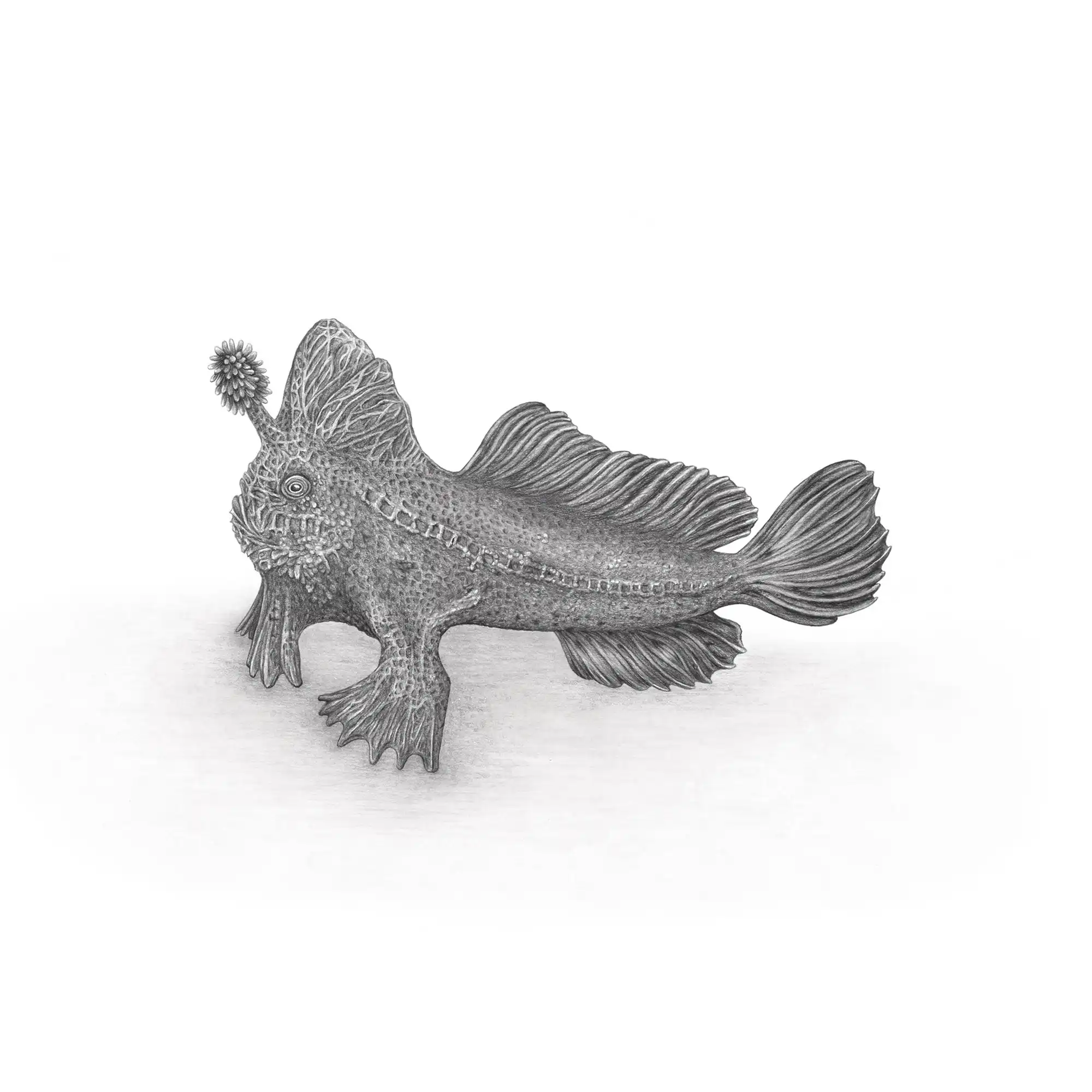 Red Handfish by Mel Stanger