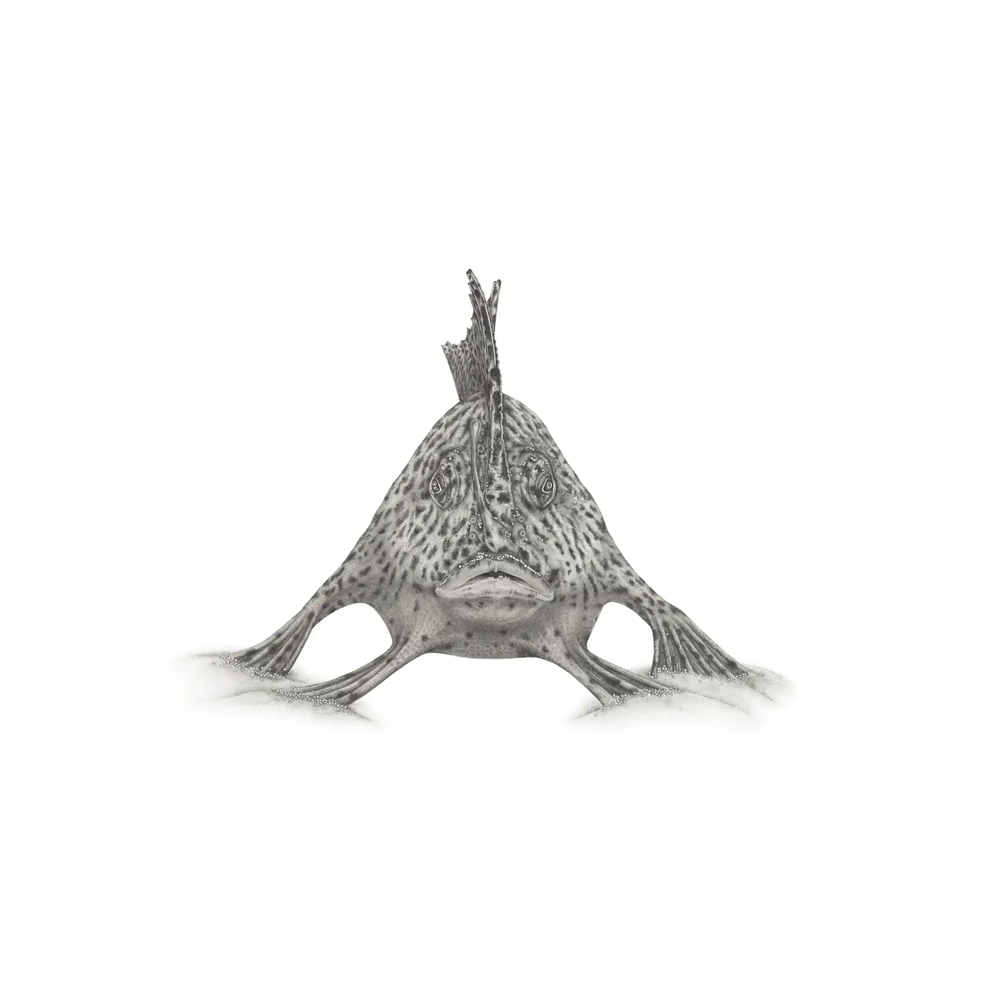 Handfish by Mel Stanger