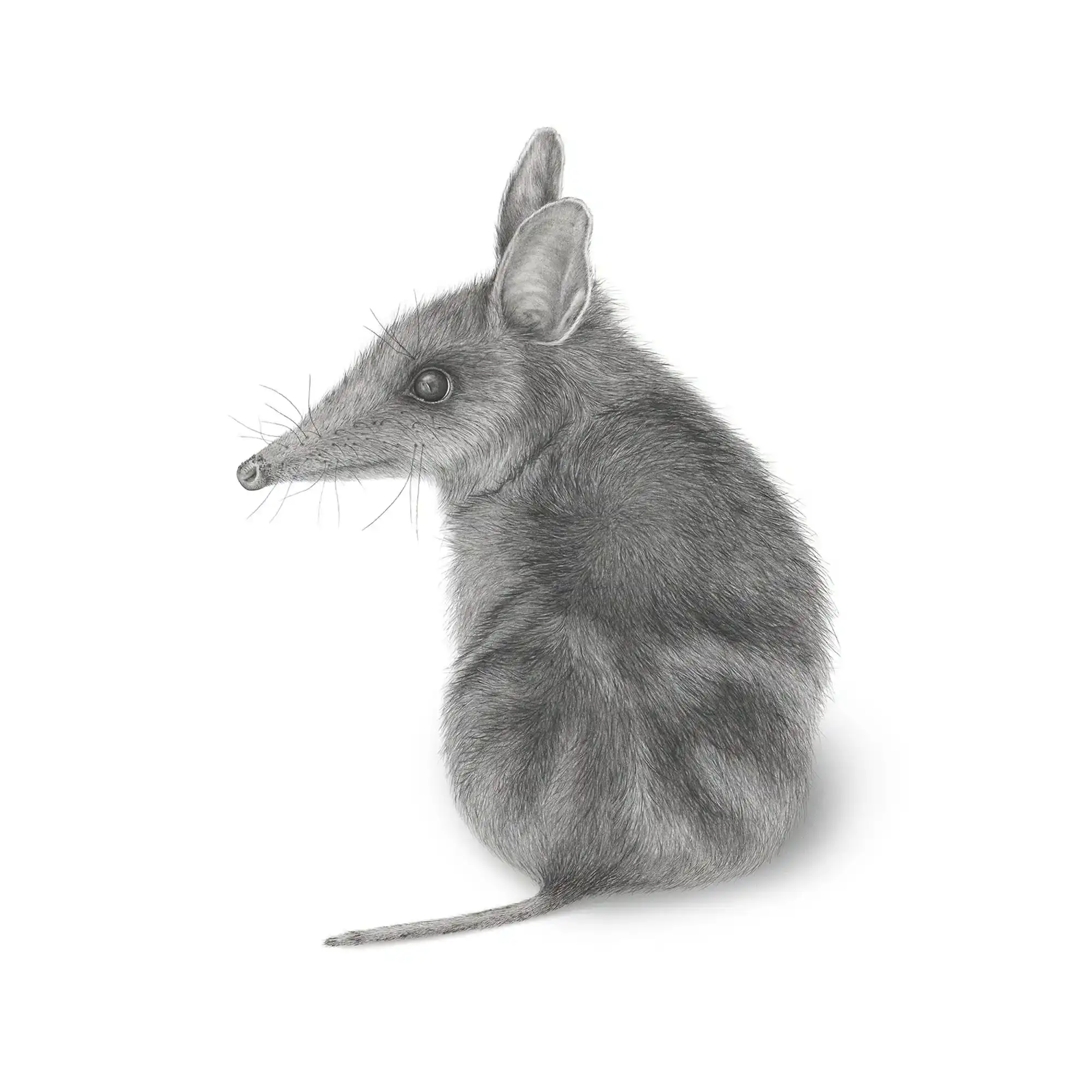 Bandicoot by Mel Stanger