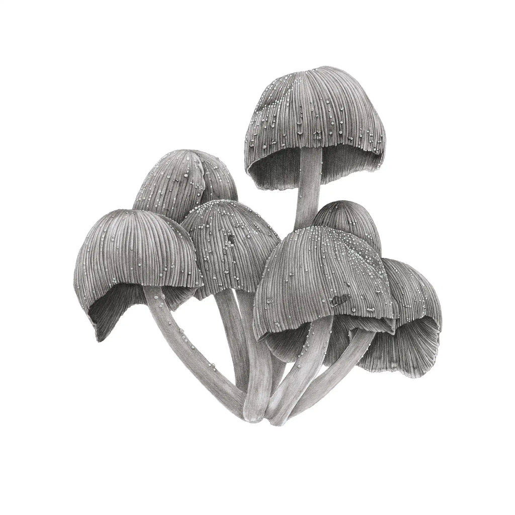 Fungi by Mel Stanger