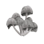 Fungi by Mel Stanger