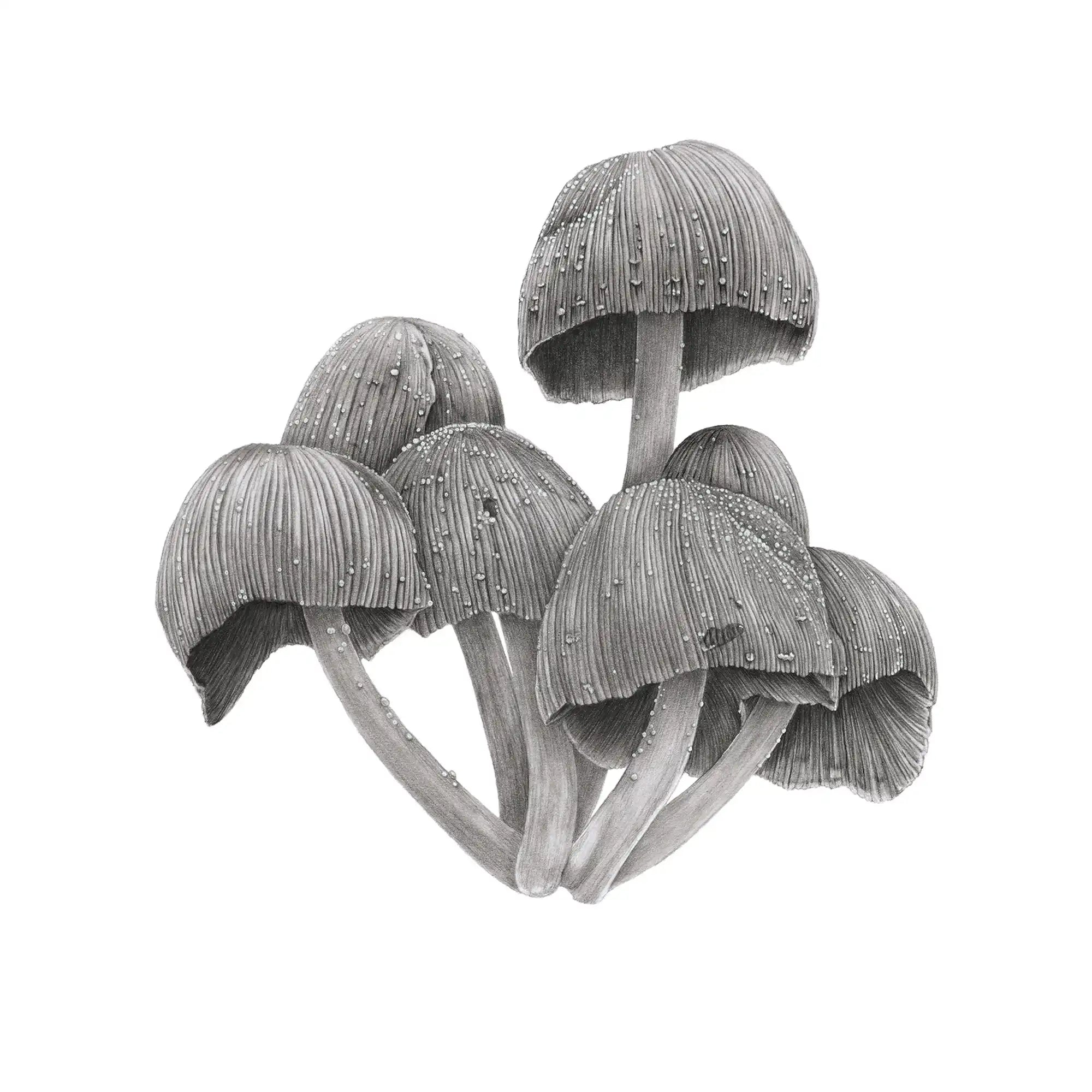 Fungi by Mel Stanger