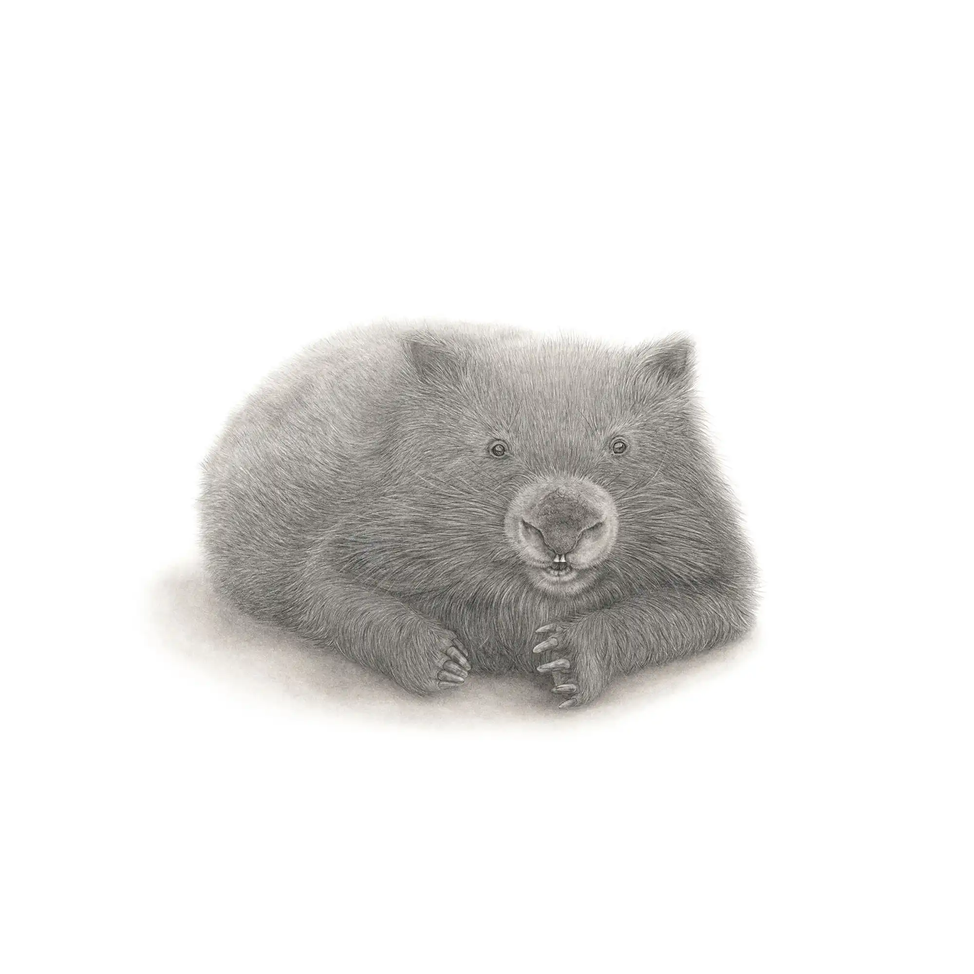 Wombat by Mel Stanger
