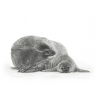 Weddell Seals by Mel Stanger