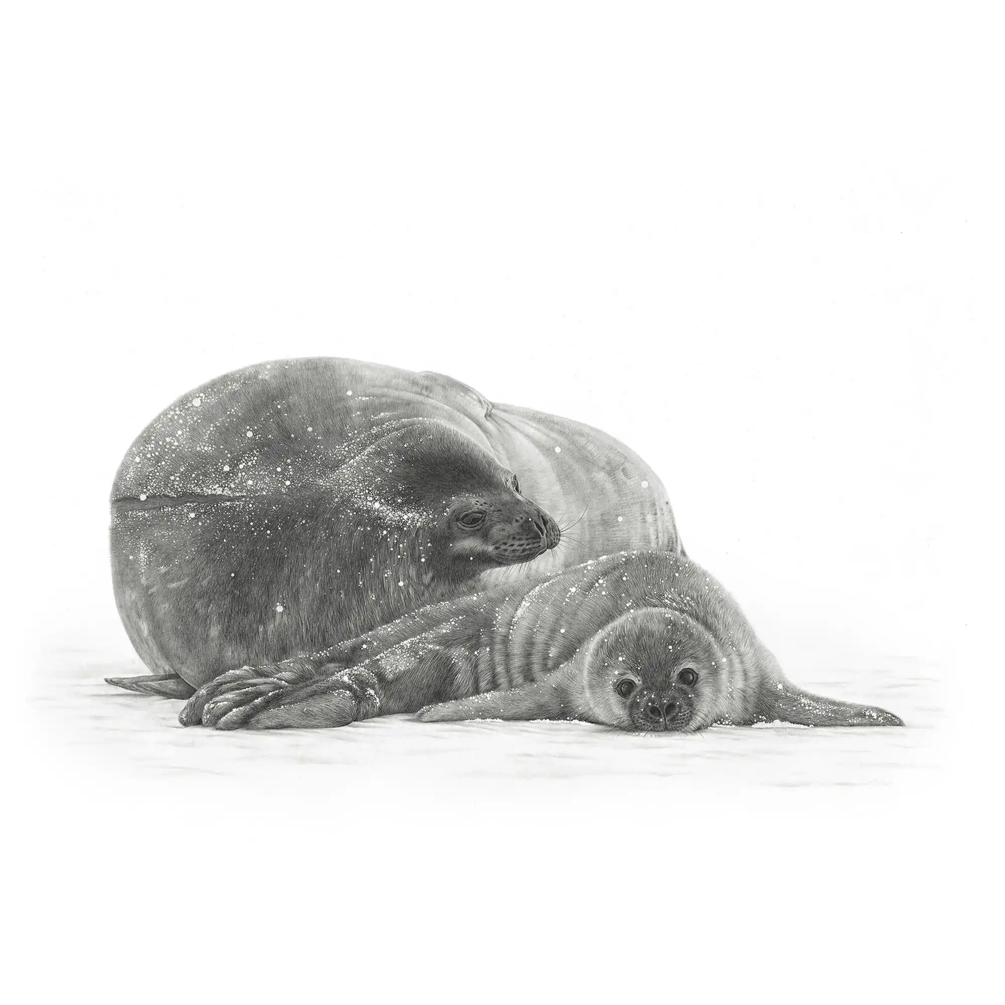 Weddell Seals by Mel Stanger