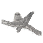 Tawny Frogmouths by Mel Stanger