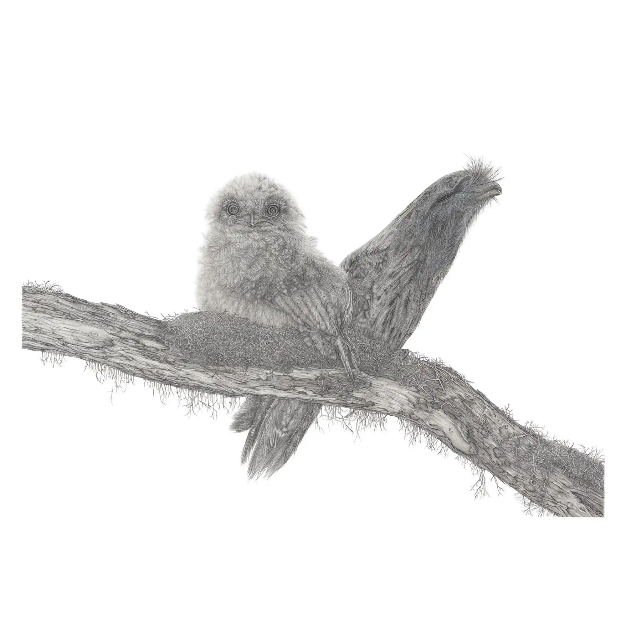 Tawny Frogmouths by Mel Stanger
