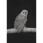 Masked Owlby Mel Stanger