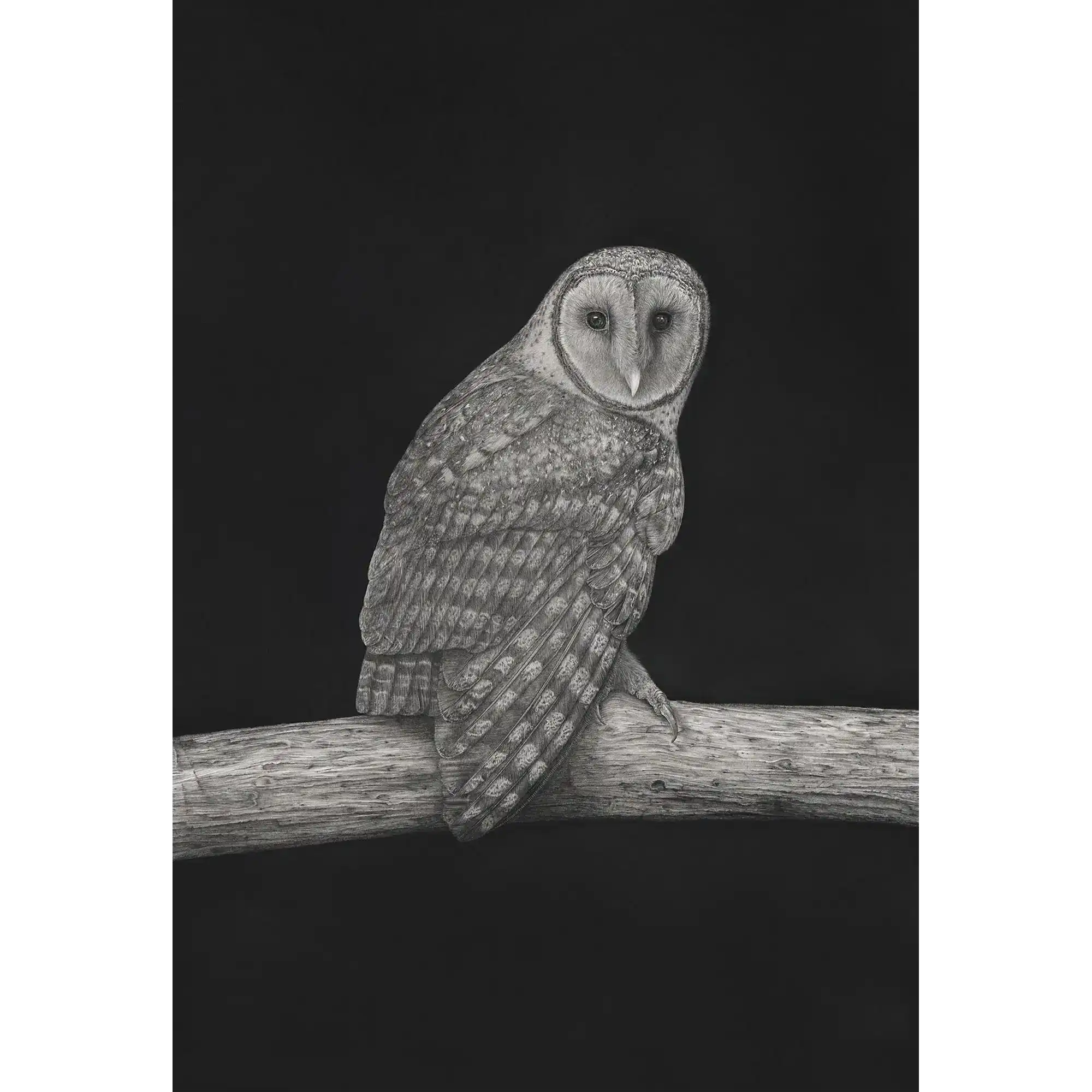 Masked Owlby Mel Stanger