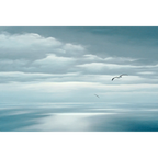 Bass Strait Albatross by Richard Stanley