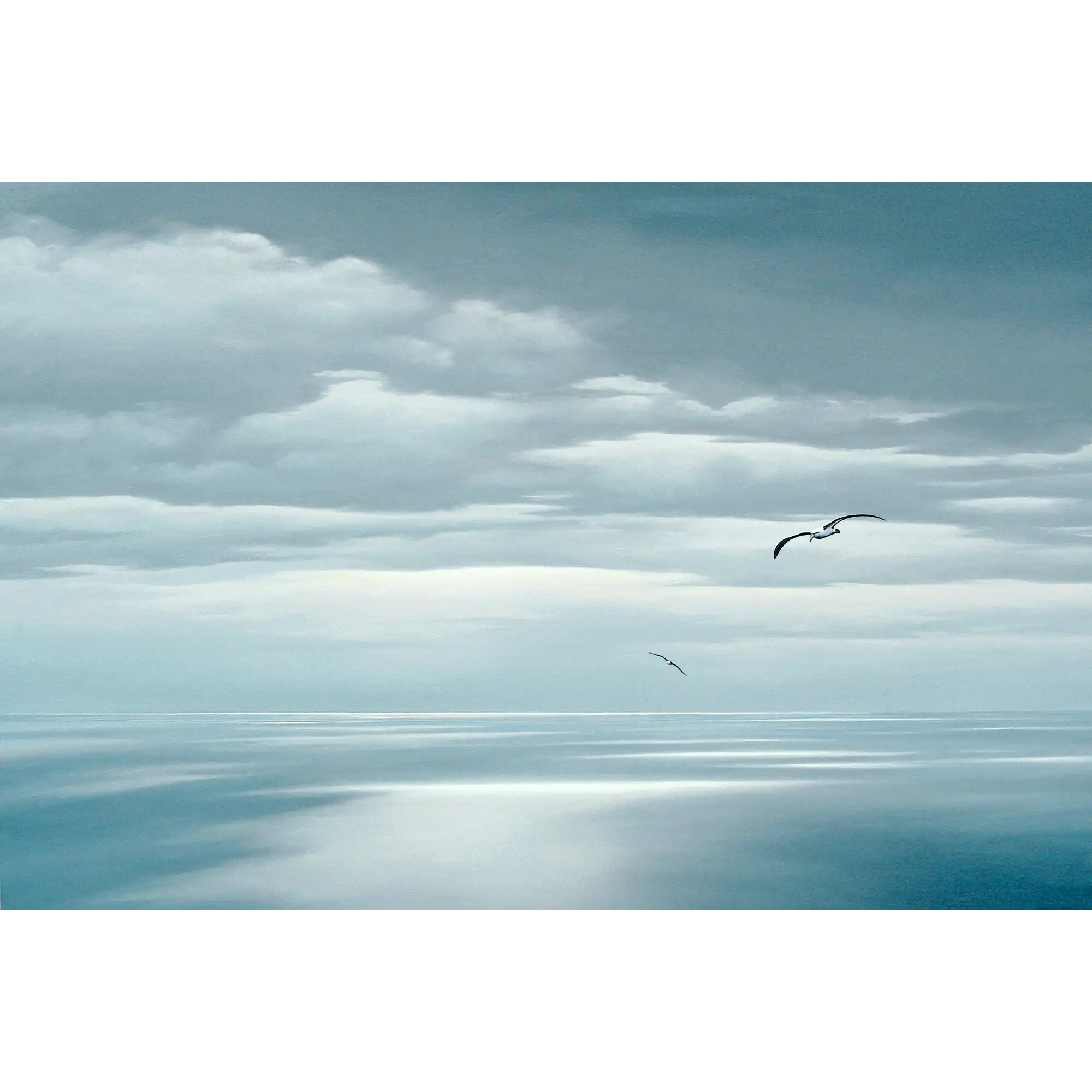 Bass Strait Albatross by Richard Stanley