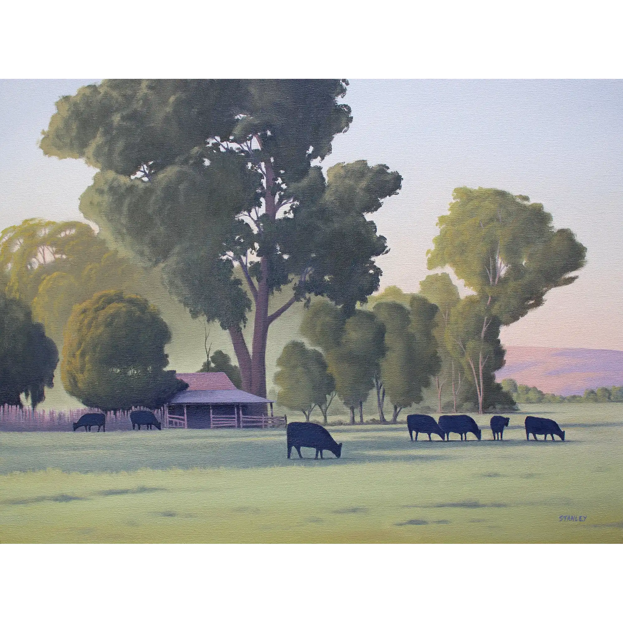 Cows at Cradoc by Richard Stanley