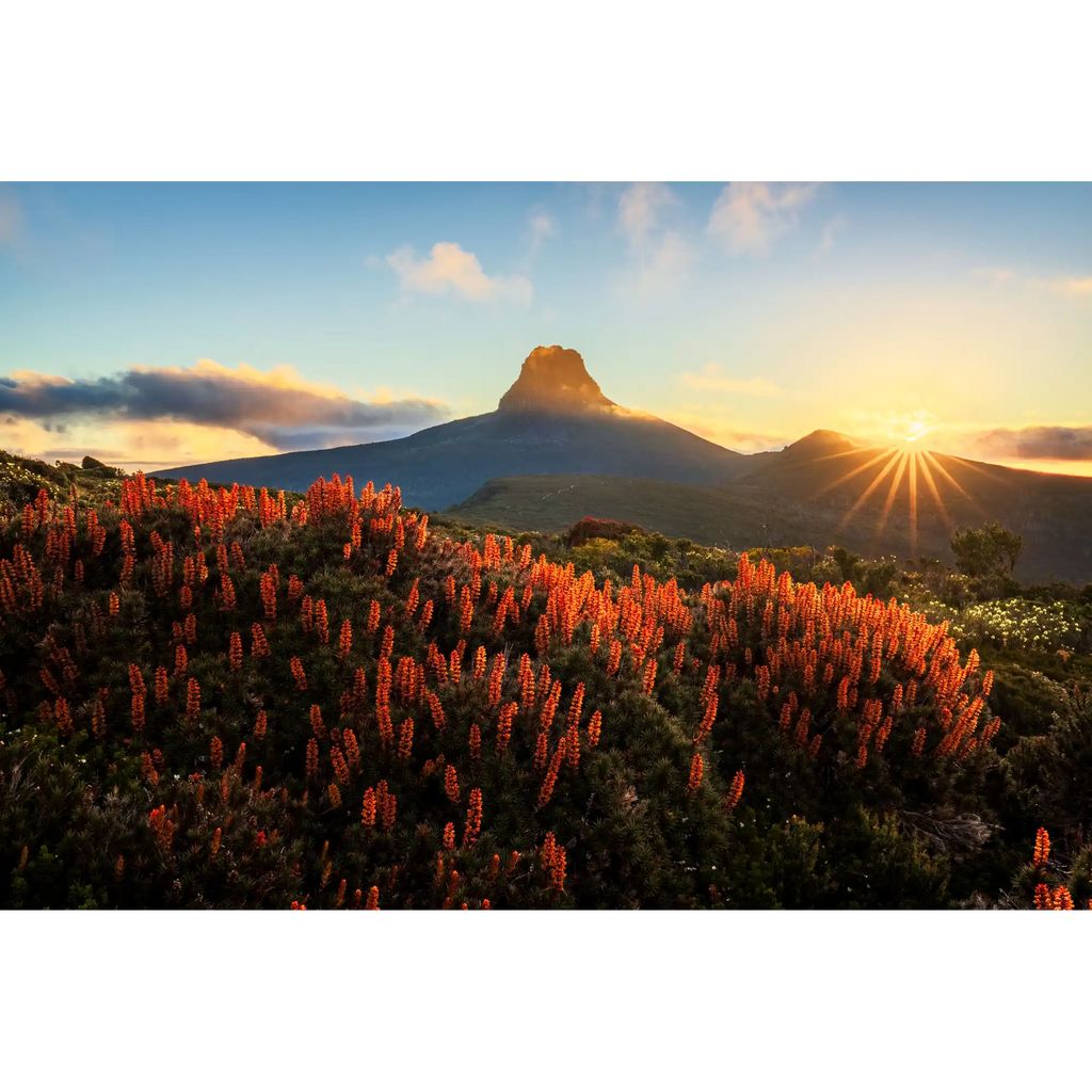 Scoparia Sunset by Luke Tscharke