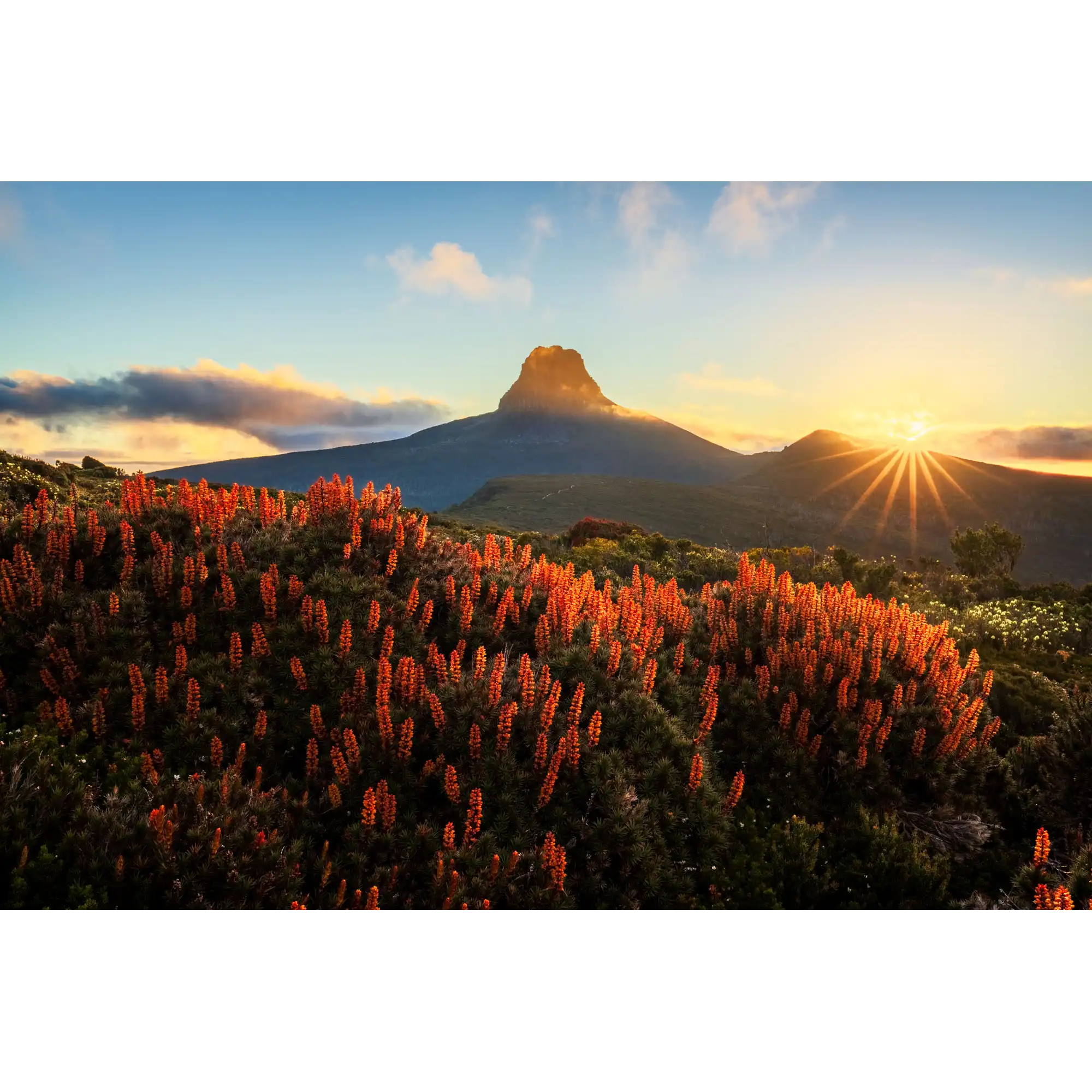 Scoparia Sunset by Luke Tscharke