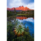 Pandani at the Pool of Memories by Luke Tscharke