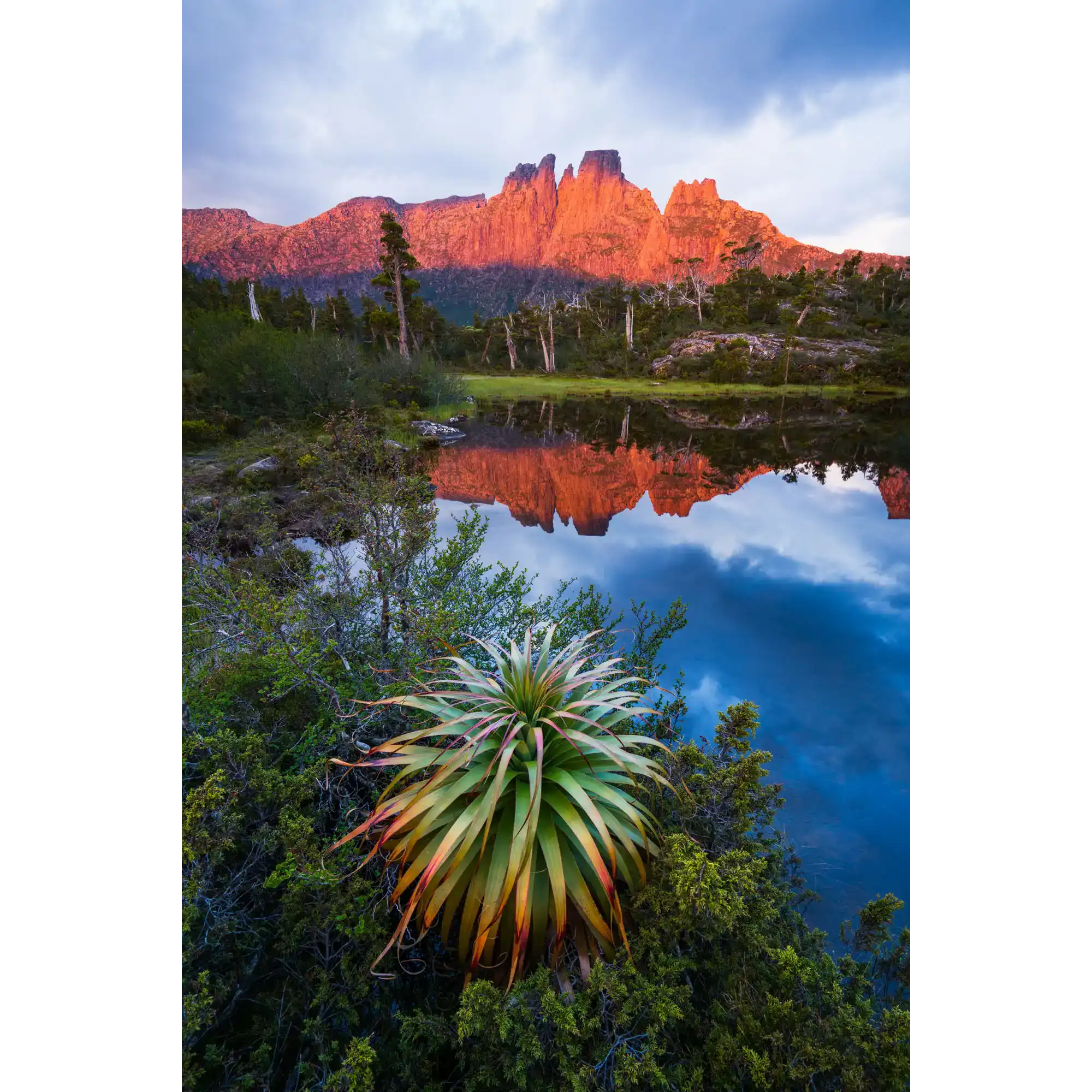 Pandani at the Pool of Memories by Luke Tscharke