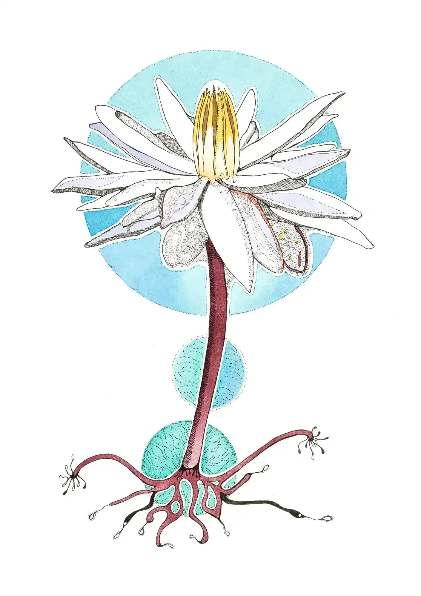 Lotus Love by Tania Slapar-Koman