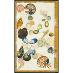 Tasmanian shell collection by Tania Slapar-Koman