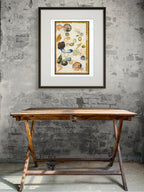 Tasmanian shell collection by Tania Slapar-Koman