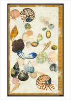 Tasmanian shell collection by Tania Slapar-Koman