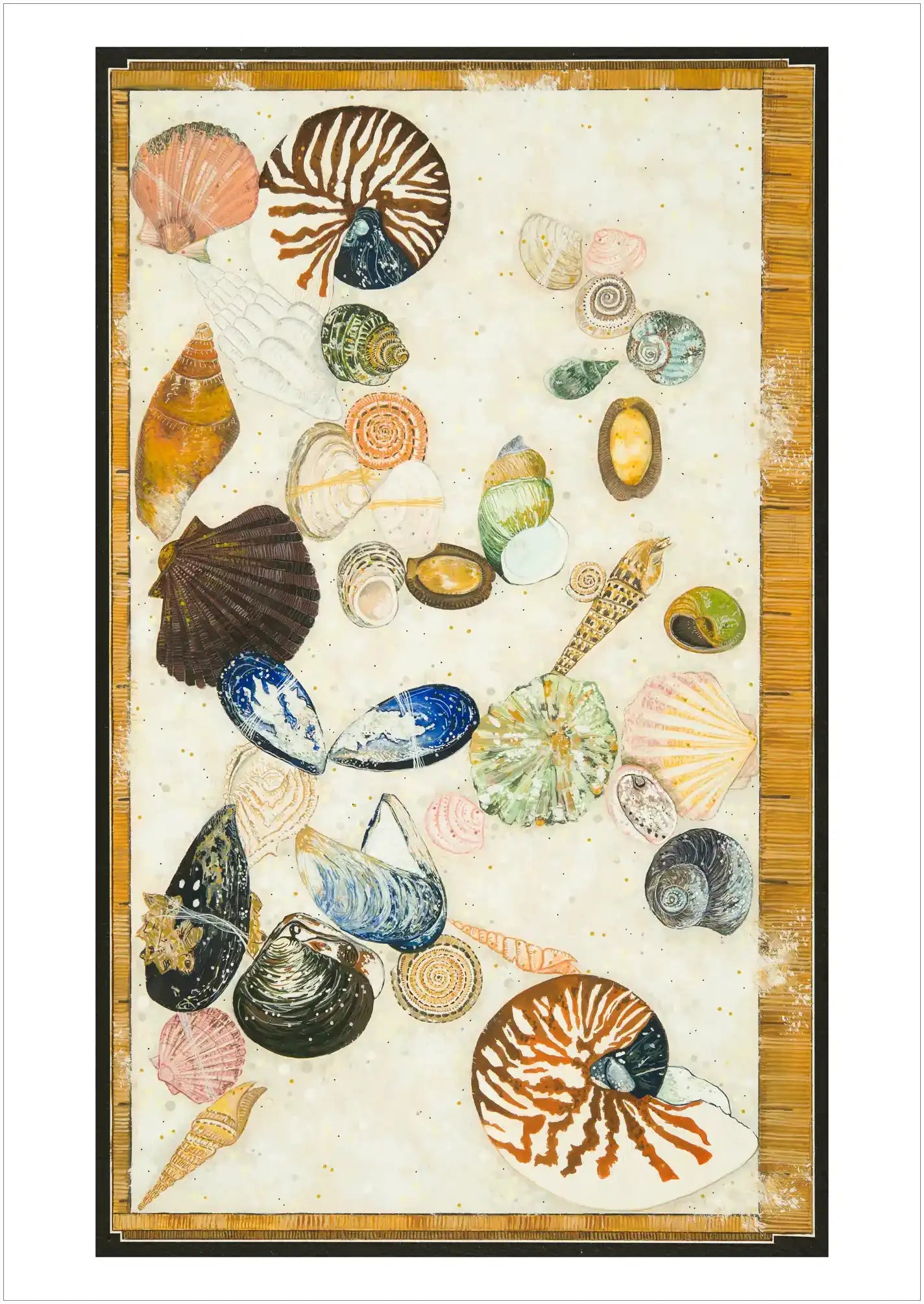 Tasmanian shell collection by Tania Slapar-Koman