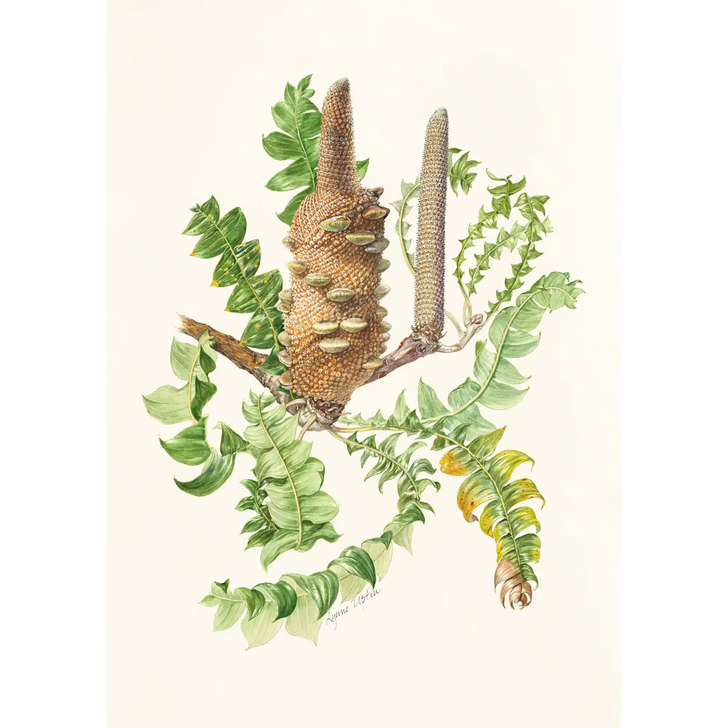 Banksia grandis by Lynne Uptin