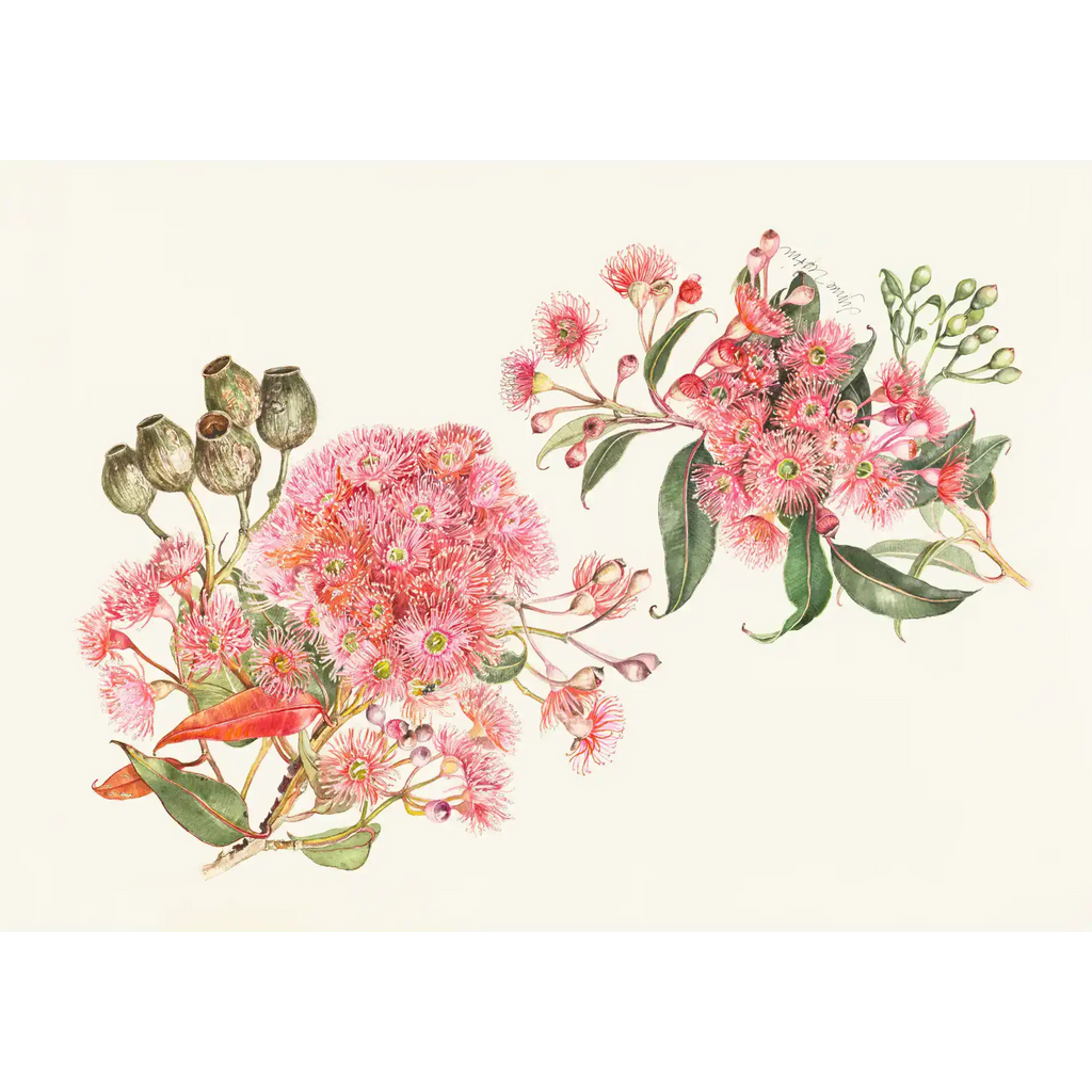 Corymbia ficafolia by Lynne Uptin