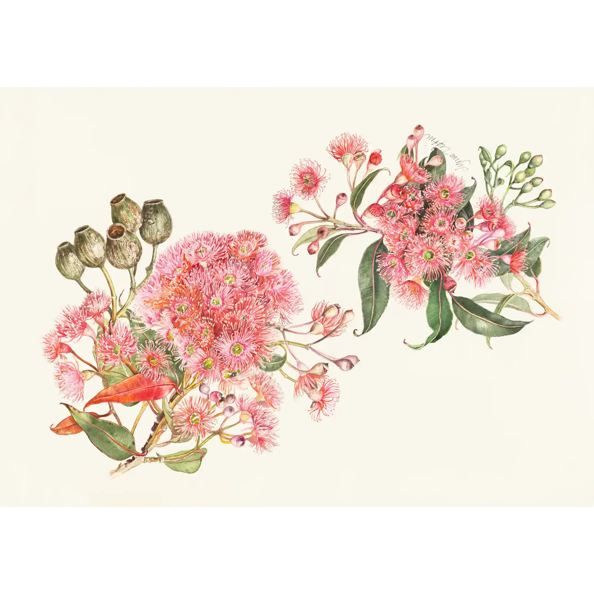 Corymbia ficafolia by Lynne Uptin