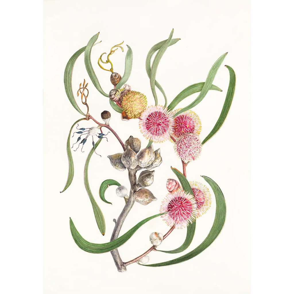 Hakea laurina by Lynne Uptin
