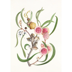 Hakea laurina by Lynne Uptin