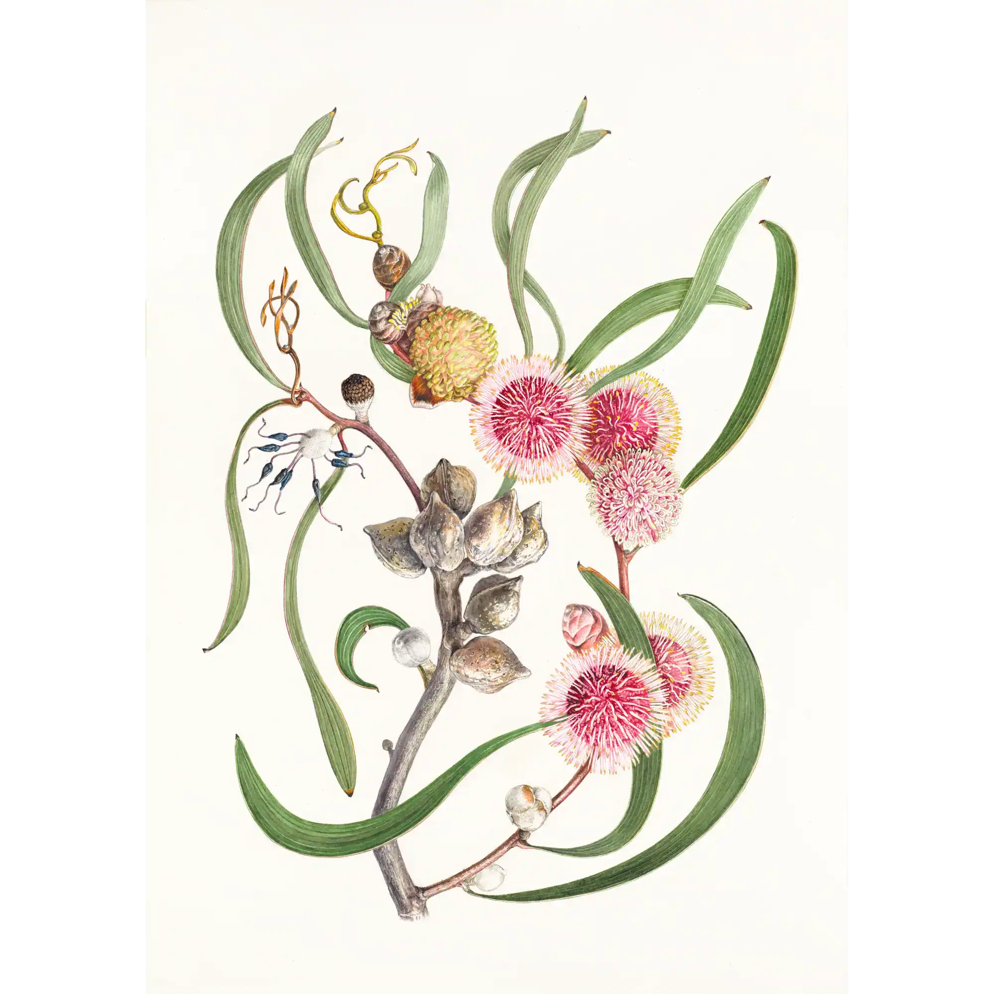 Hakea laurina by Lynne Uptin