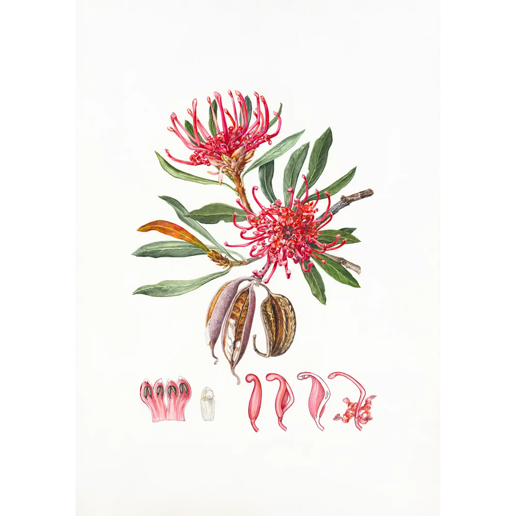 Telopea truncata by Lynne Uptin