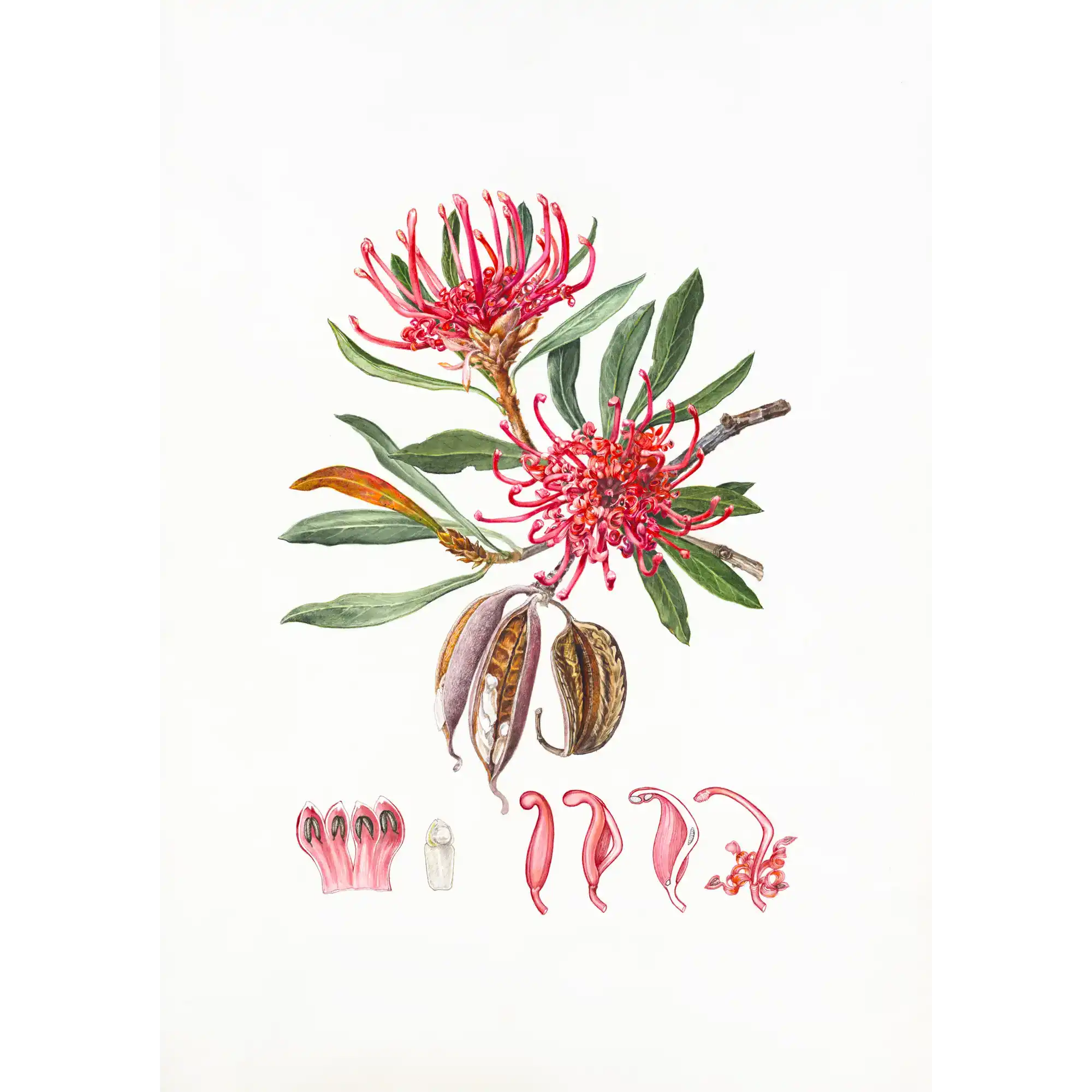 Telopea truncata by Lynne Uptin