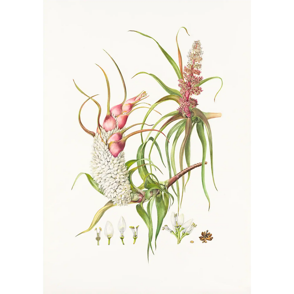 Richea dracophylla Dragon Heath by Lynne Uptin
