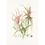 Richea dracophylla Dragon Heath by Lynne Uptin