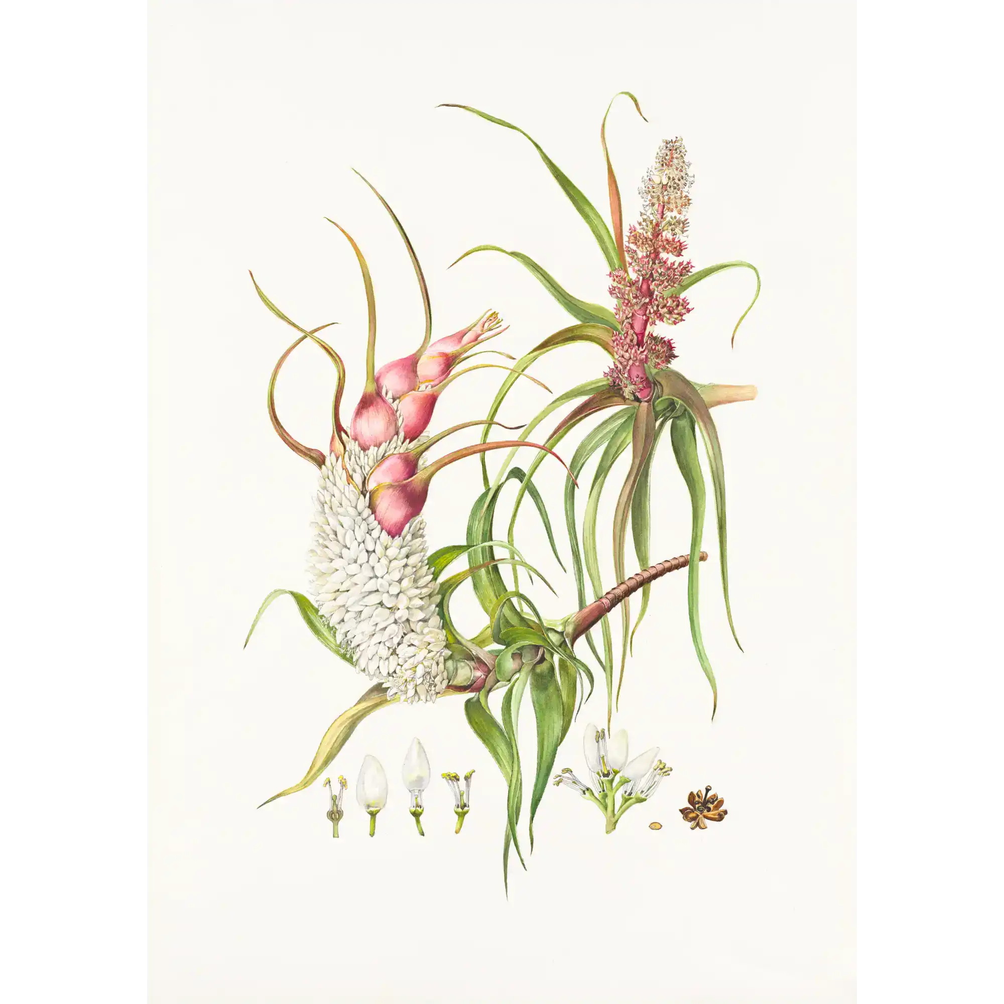 Richea dracophylla Dragon Heath by Lynne Uptin
