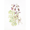 Tasmanian native orchids and clematis by Lynne Uptin