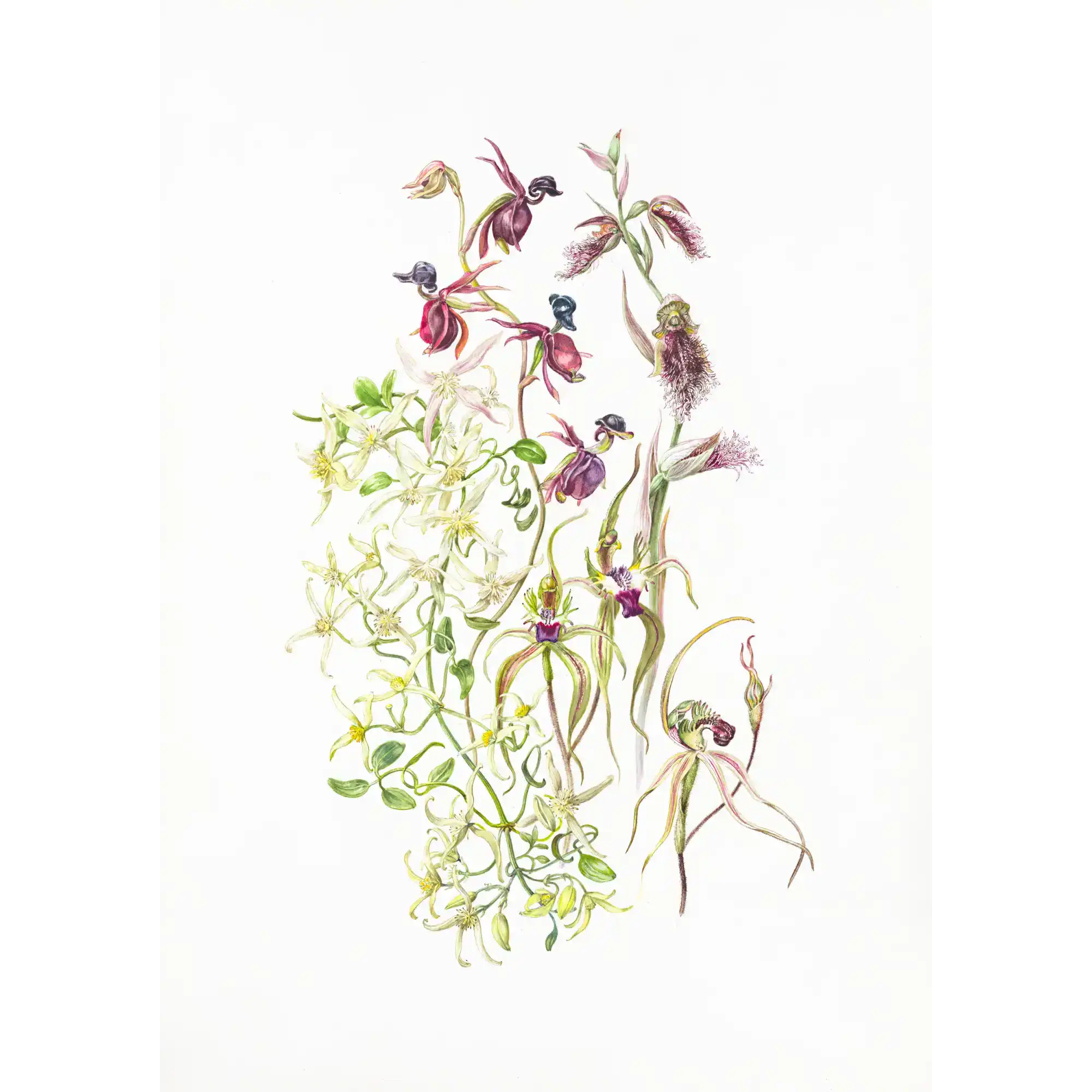 Tasmanian native orchids and clematis by Lynne Uptin